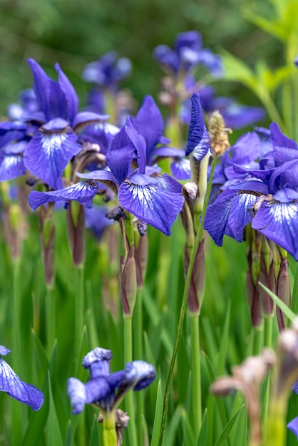 a flor violeta Iris spuria