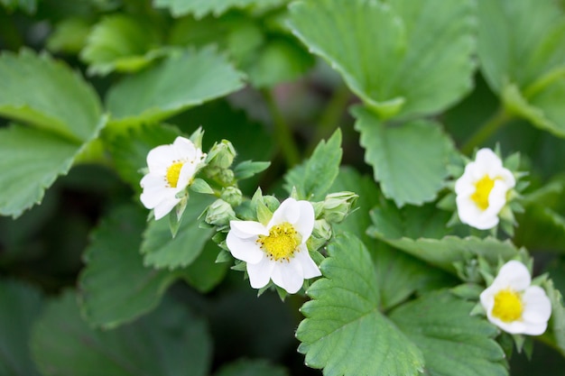 A floração de morango de jardim ao ar livre cresce no jardim.