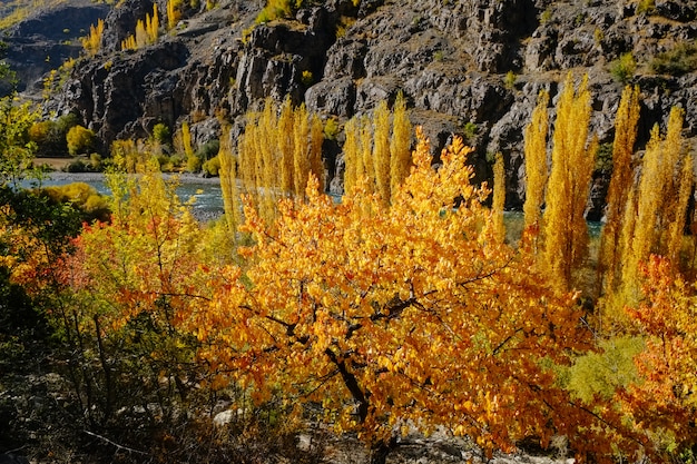 Foto a floresta amarela e a laranja deixam árvores na estação do outono.