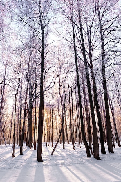 A floresta coberta de neve em winter park.