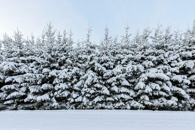 A floresta cobriu com neve pesada na estação do inverno em lapland, finlandia.