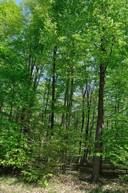 A floresta comunal de Saint Pierre Les Elbeuf