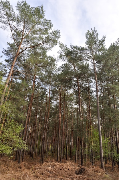 A floresta comunal de saint pierre les elbeuf