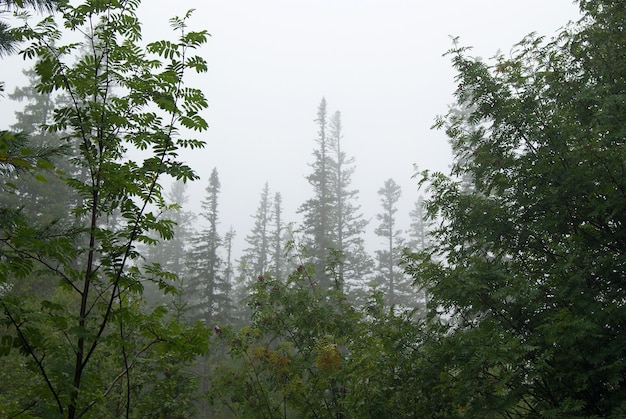A floresta da montanha nos Urais acima do limite das nuvens em tempo chuvoso