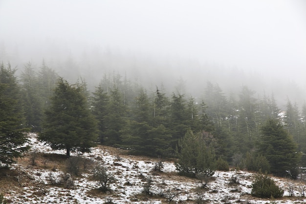A floresta de cedro nas montanhas do Líbano