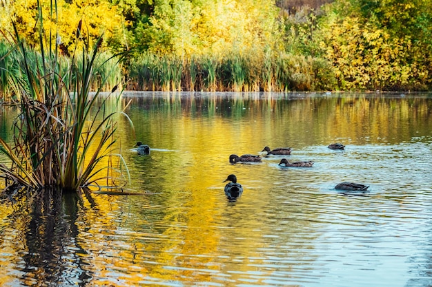 A floresta de cores pitoresca é refletida no lago no parque de outono em um dia ensolarado com patos nadando na lagoa Reflexões de árvores de folhagem coloridas na água calma da lagoa em um lindo dia de outono