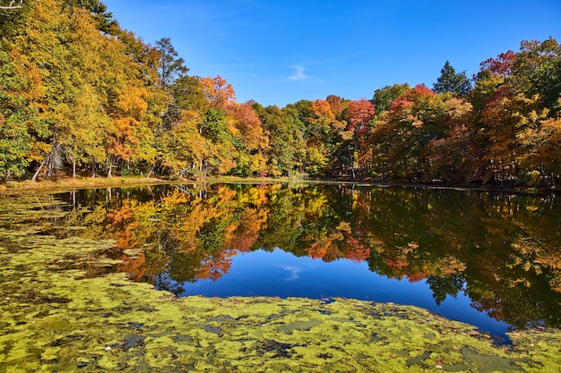 A floresta de outono de pico envolve a lagoa com céu azul e algas