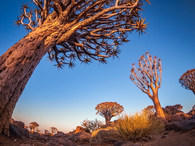 Foto a floresta de quivertree no nascer do sol perto de keetmanshoop na namíbia, áfrica.