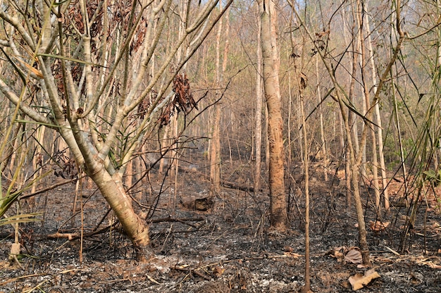 Foto a floresta depois do incêndio