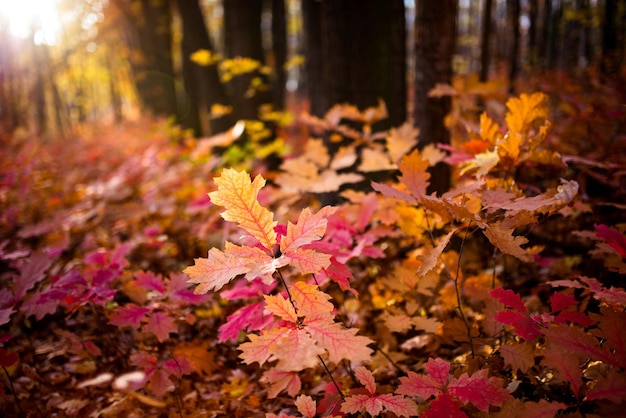 A floresta do outono deixa o carvalho vermelho do norte