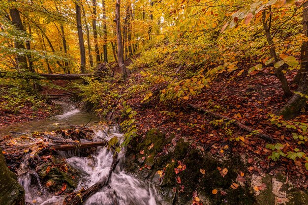 A floresta do riacho de outono com folhagem de árvores amarelas ensolaradas balança na montanha da floresta. Caminhada de viagem idílica