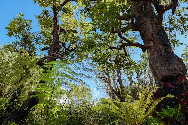 A floresta durante o dia tem um céu claro.