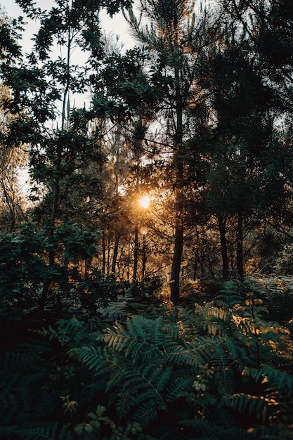 A floresta durante um pôr do sol