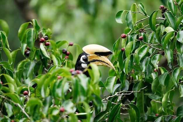 a floresta e a fonte complicada de pássaros