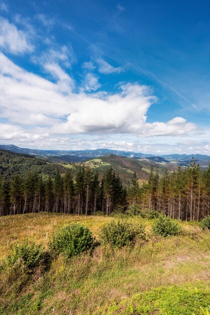 A floresta e a montanha de Vizcaya ajardinam, país Basque, Espanha.