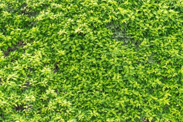 A floresta e as árvores ao fundo Montanhas e céu nublado