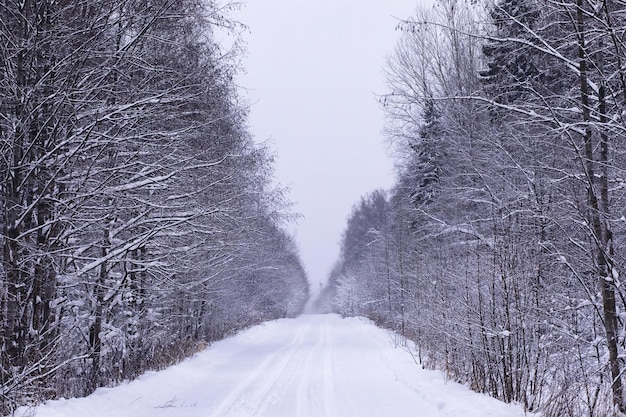 A floresta está coberta de neve Geada e queda de neve no parque Paisagem gelada de neve de inverno