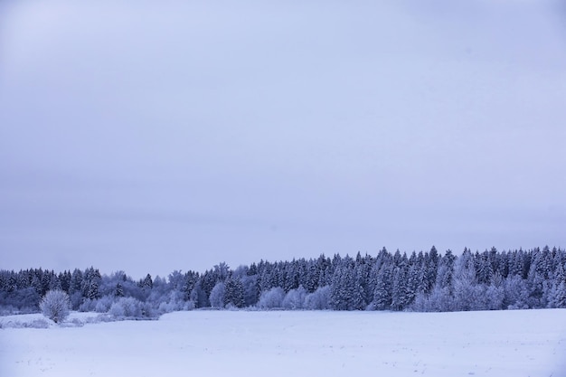 A floresta está coberta de neve Geada e queda de neve no parque Paisagem gelada de neve de inverno