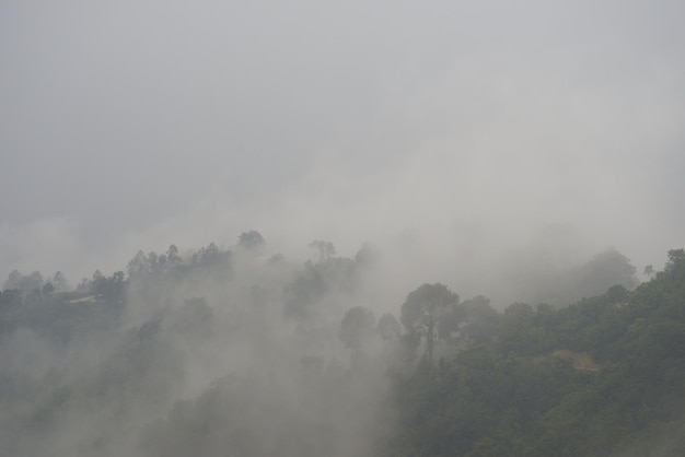 A floresta nevoenta durante a monção