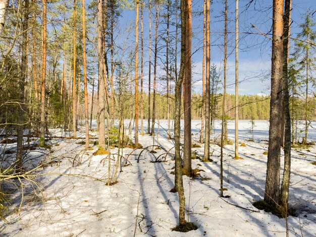 Foto a floresta selvagem acorda os raios do sol através das árvores a neve derrete os riachos fluem os abetos verdes