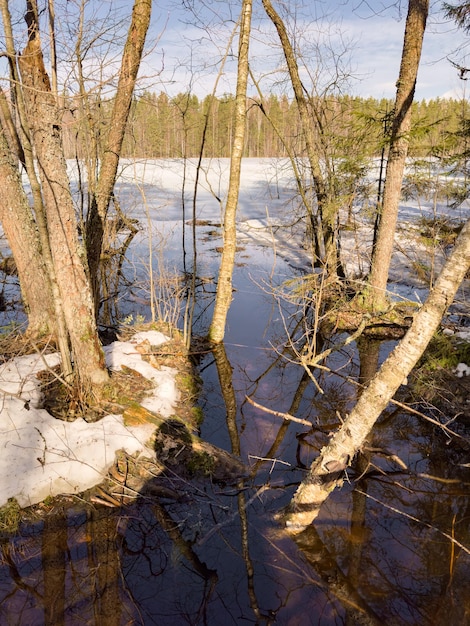 Foto a floresta selvagem acorda os raios do sol através das árvores a neve derrete os riachos fluem os abetos verdes