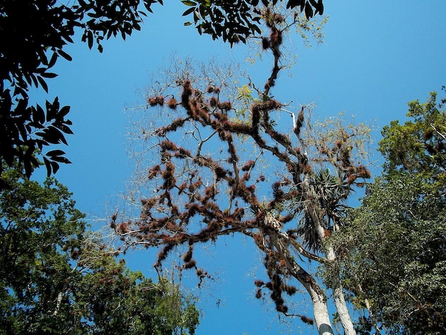 A floresta tropical em Tikal Guatemala