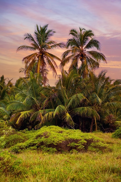 A floresta tropical, palmeiras no fundo da praia de palmeiras.