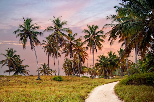 Foto a floresta tropical, palmeiras no fundo da praia de palmeiras.