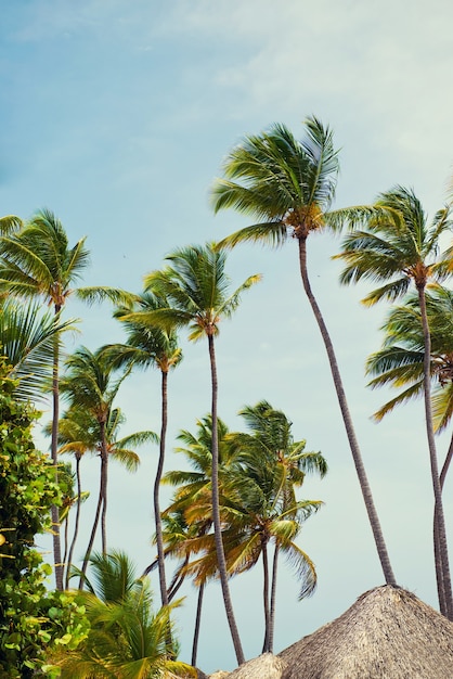 Foto a floresta tropical, palmeiras no fundo da praia de palmeiras.