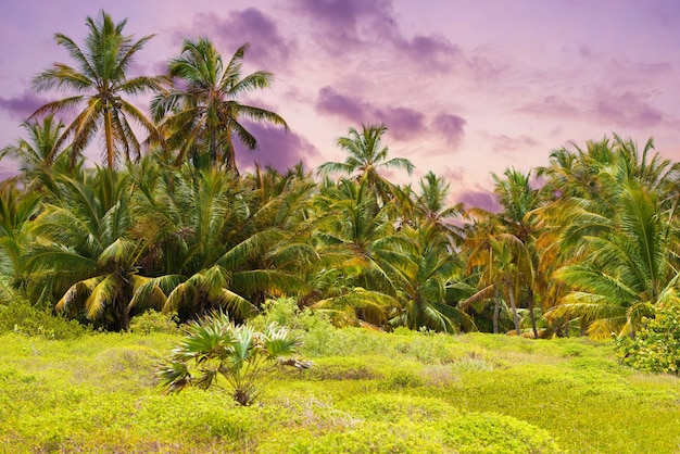 A floresta tropical, palmeiras no fundo da praia de palmeiras.