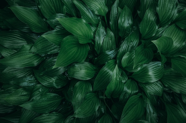 A floresta úmida exuberante verde brilhante escura deixa a textura do fundo. Copie o espaço.