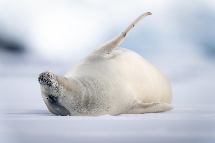 Foto a foca-crabídeo deita-se no gelo e estende a barbatana.