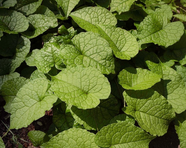 A folha e as plantas estiveram na natureza