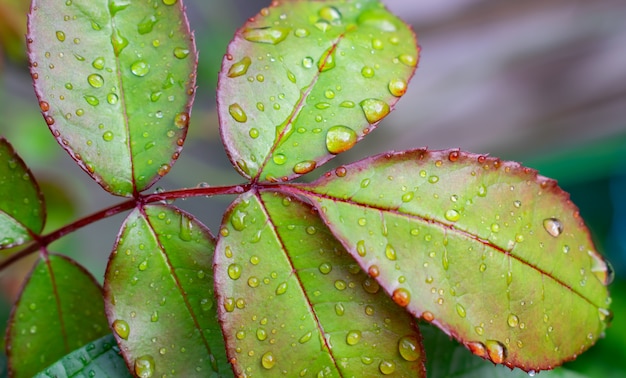 A folha verde bonita aumentou com gotas da chuva.