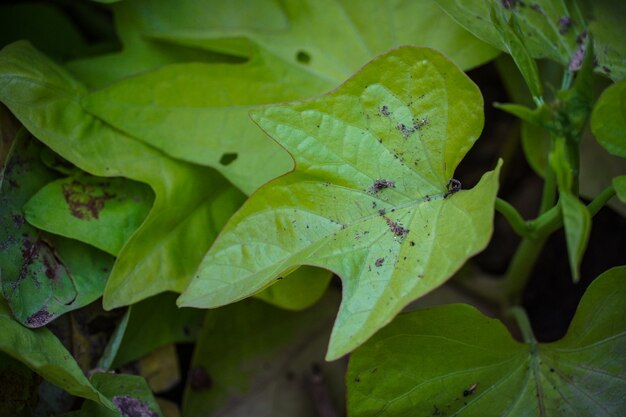 A folha verde de uma planta