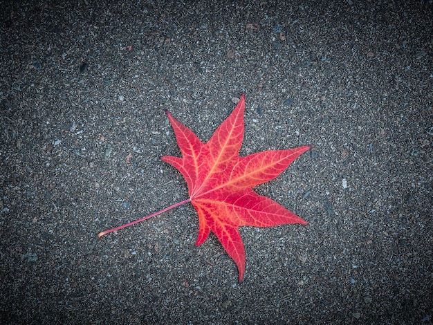 A folha vermelha de uma árvore encontra-se no asfalto textured cinzento.