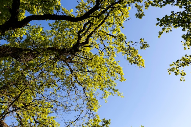 A folhagem das árvores é iluminada pela luz solar intensa, árvores com folhagem verde no verão