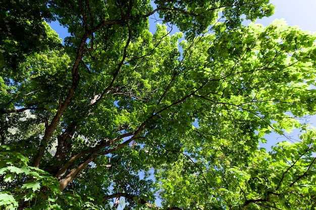 A folhagem das árvores é iluminada pela luz solar intensa, árvores com folhagem verde no verão