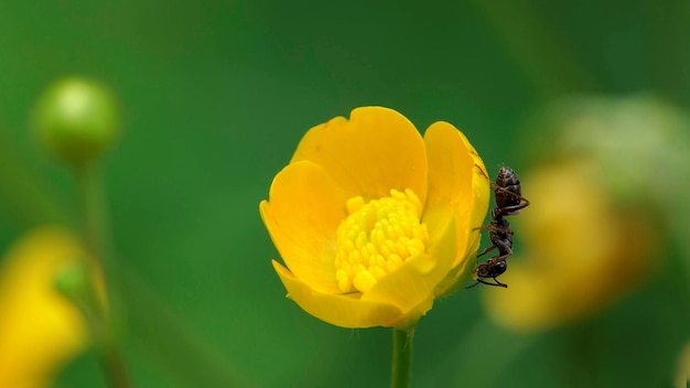 A formiga na flor amarela