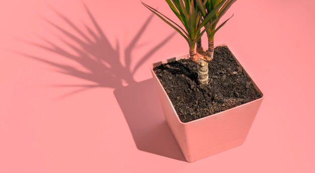 A foto conceitual da moda minimalista da planta verde na mesa com sombras fortes