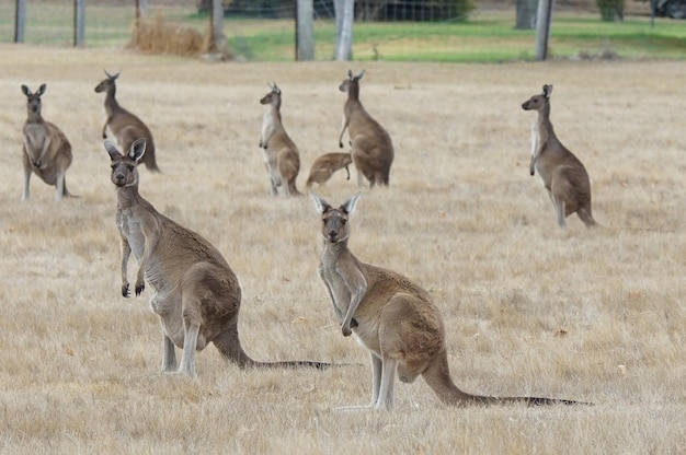 Foto a foto do canguru cinza ocidental macropus fuliginosus foi tirada na austrália ocidental