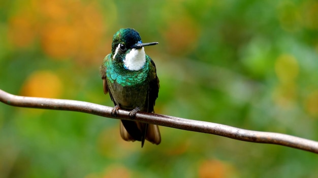 A foto do colibri colibri de cauda verde