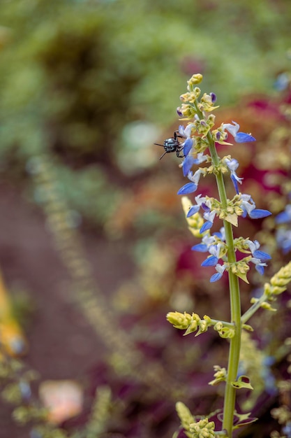 A foto é adequada para uso em mídias sociais de conteúdo de flores de fundo de flores e pôster botânico