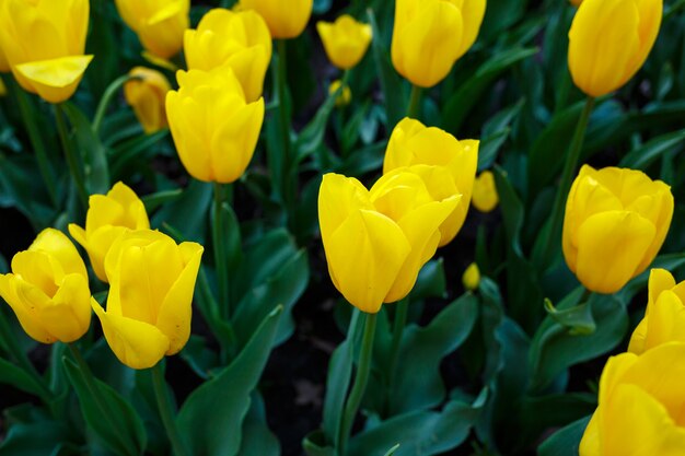 A foto foi tirada no beco das tulipas do parque da cidade. na foto, tulipas amarelas estão florescendo