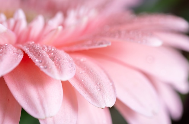 A foto macro nas pétalas cor-de-rosa da flor do Gerbera cobertas por água deixa cair.