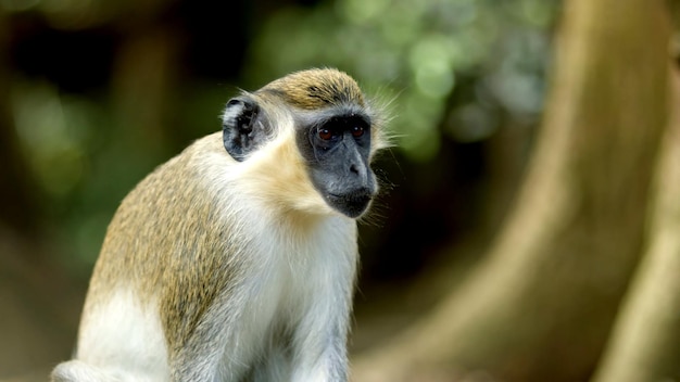 A foto selvagem do macaco vervet branco