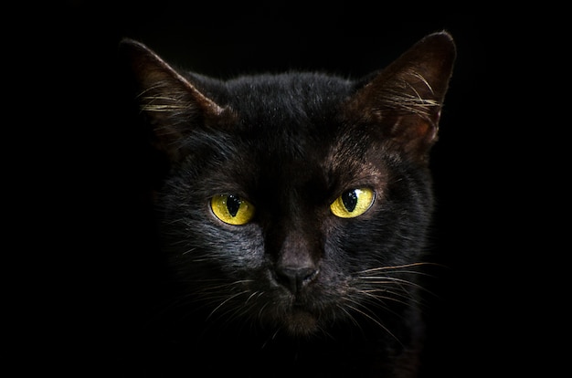 A frente do gato preto dos olhos é amarela. Gato preto de Halloween fundo preto