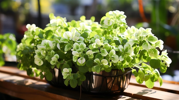 A frescura do verde do verão deixa o vaso de flores florescendo beleza