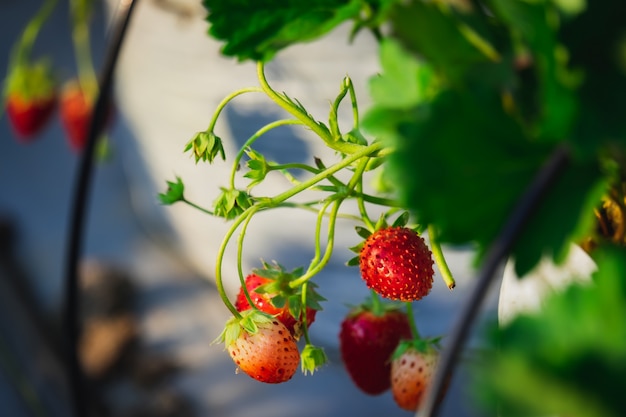 A fruta morango e planta no jardim