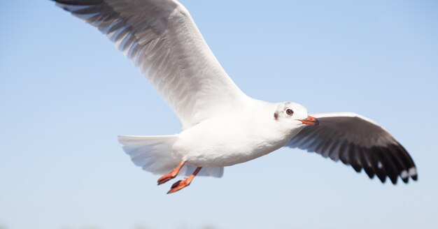 A gaivota a voar no céu